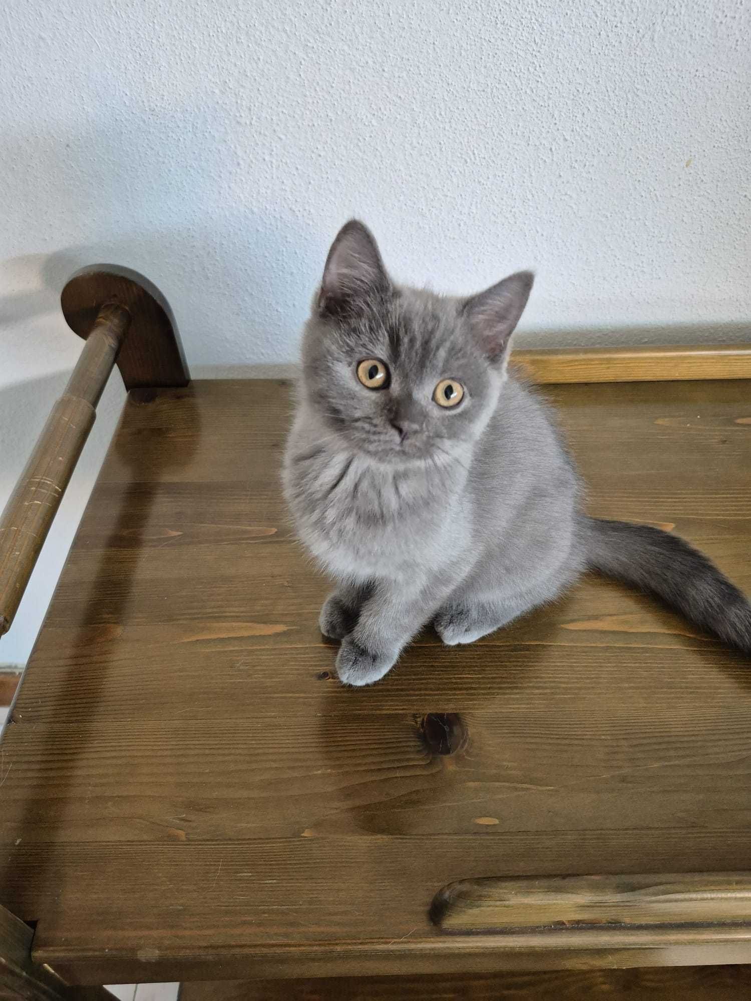 Gatinho Scottish Straight