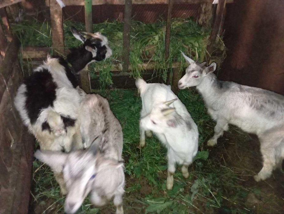 Продаю гарних козів