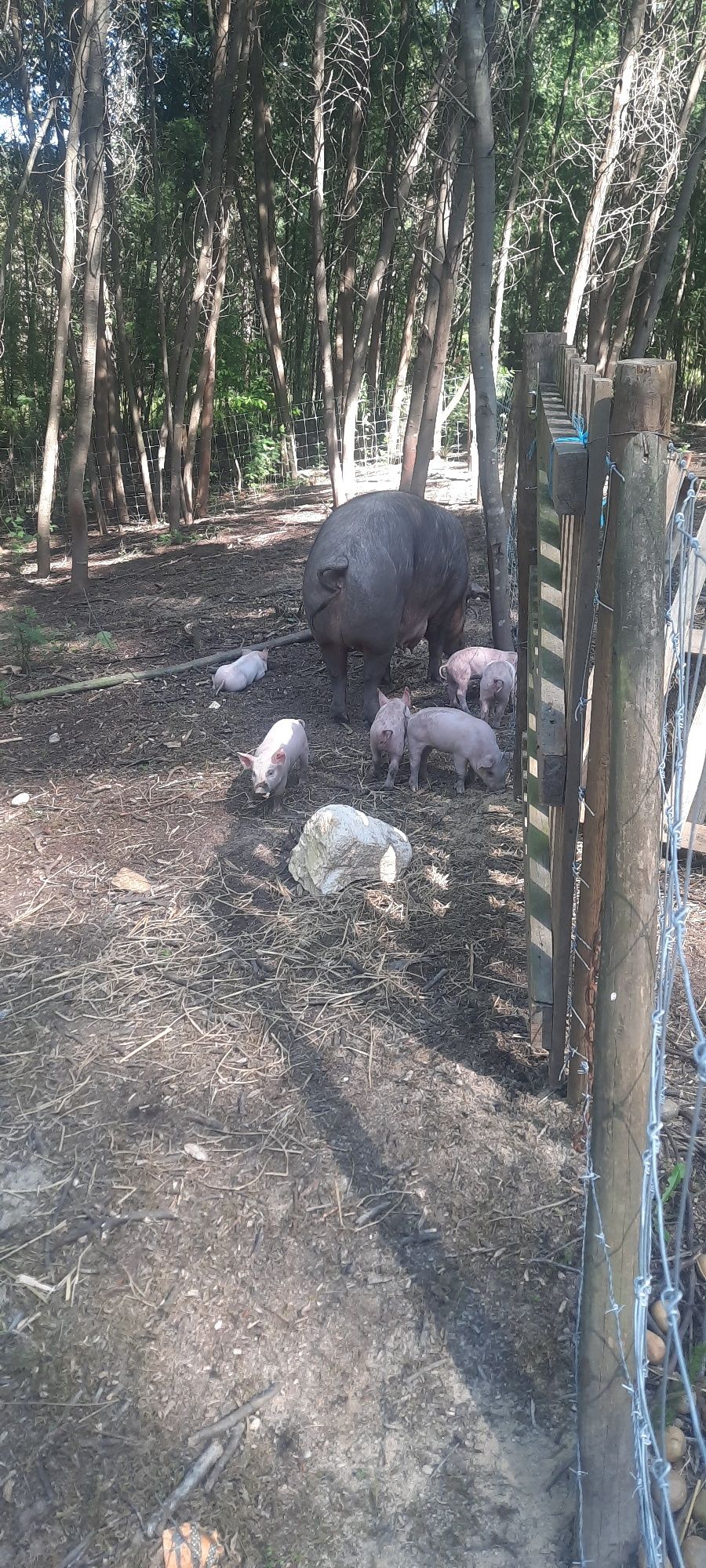 Porcos cruzados  de porco preto iberico