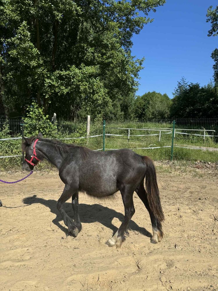 Klacz tinker sabino roczna