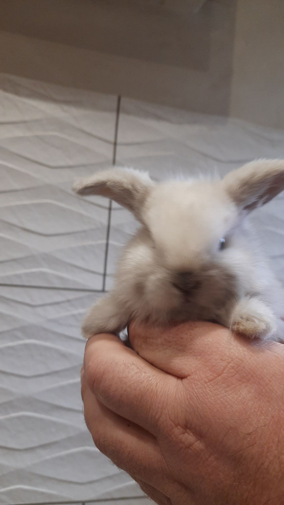 Sprzedam KRÓLIK baranki mini lopki