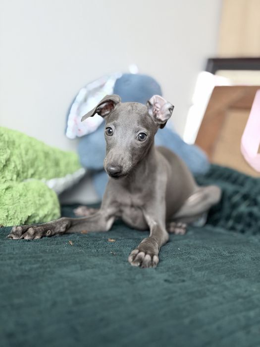 Charcik włoski, chłopczyk, ZKwP (FCI)