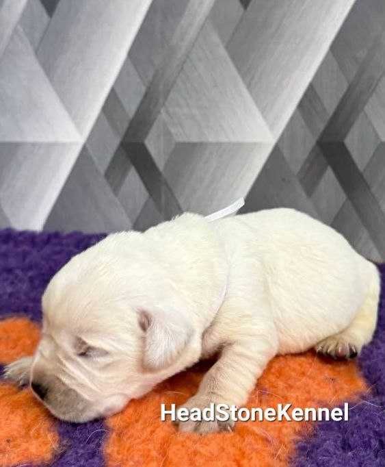 Лабрадор ретривер Щенки КСУ-FCI