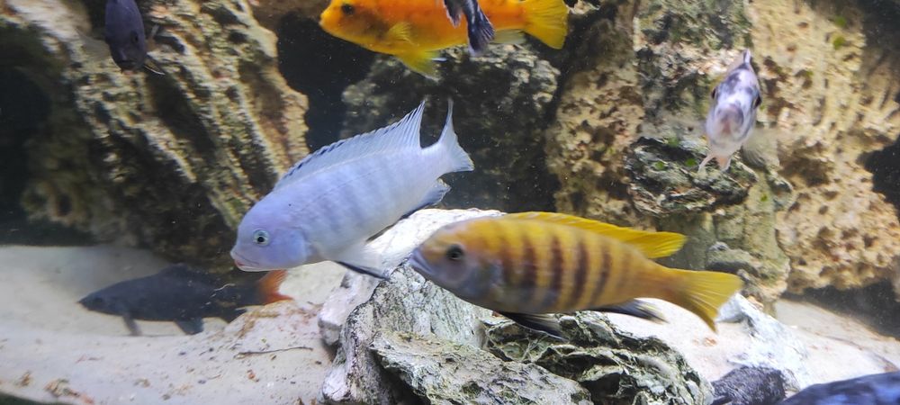 Rybki akwariowe Pyszczak socolofi młode