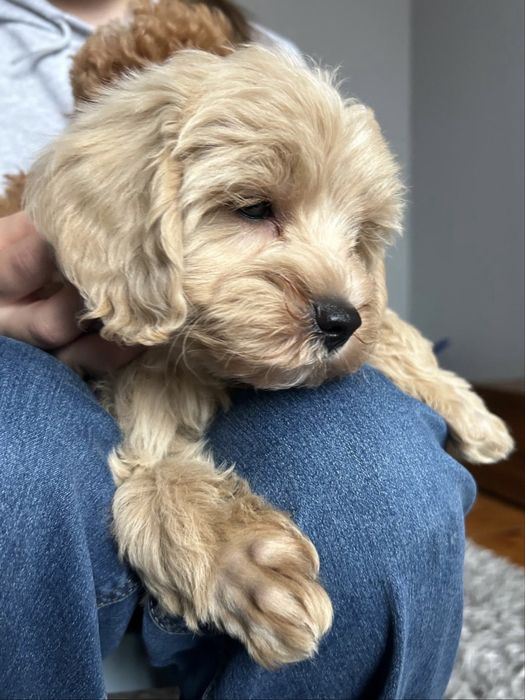 Maltipoo sliczny chlopiec