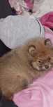 Pomeranian boo aktualne