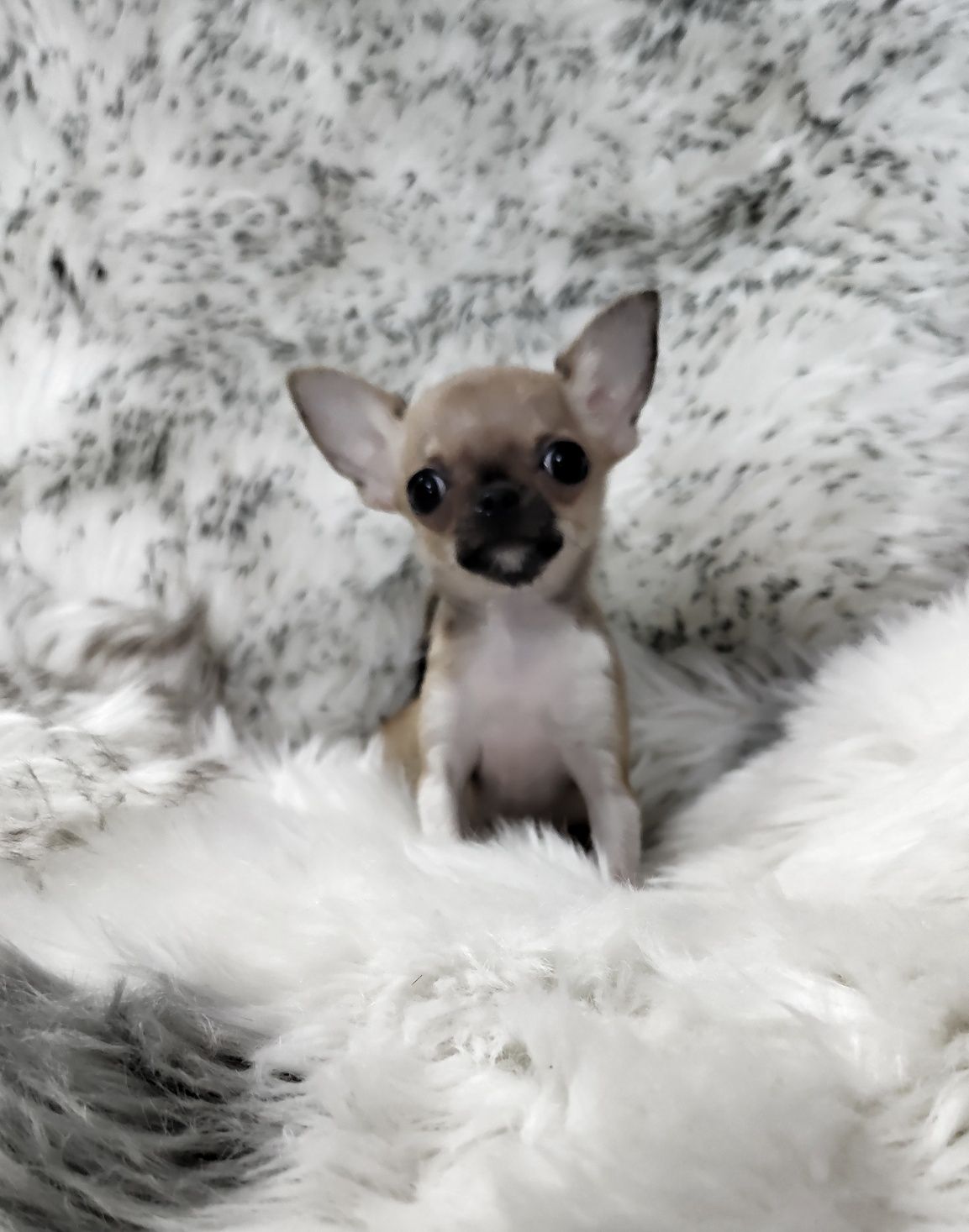 ***Mini Czteromiesięczna Laleczka Chihuahua*** Gotowa Do Odbioru ***