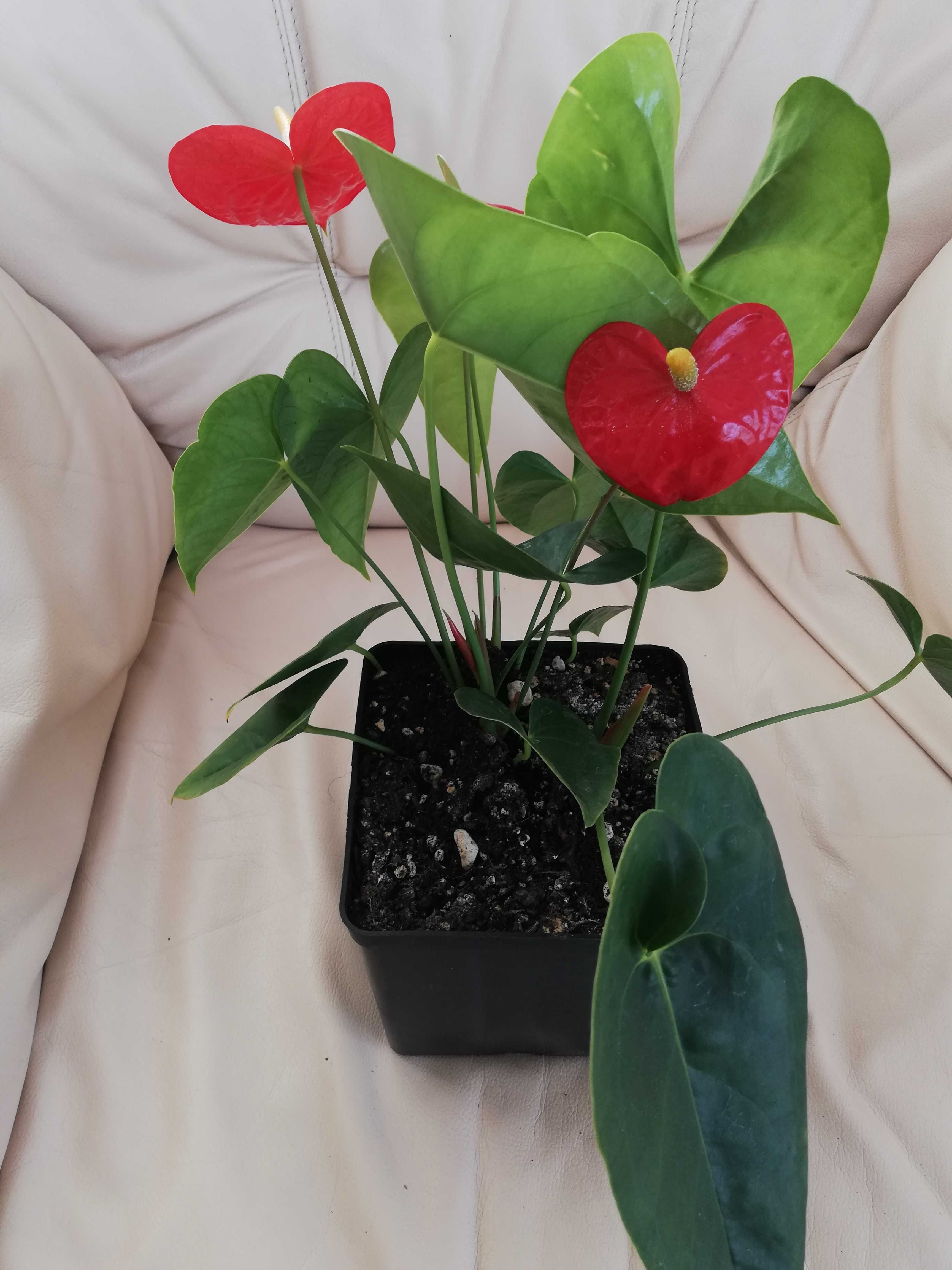 Anturium Anthurium czerwone kwitnące