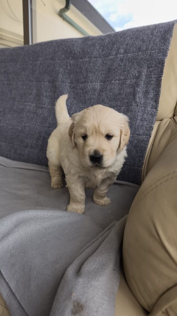 Golden Retriever macho disponível