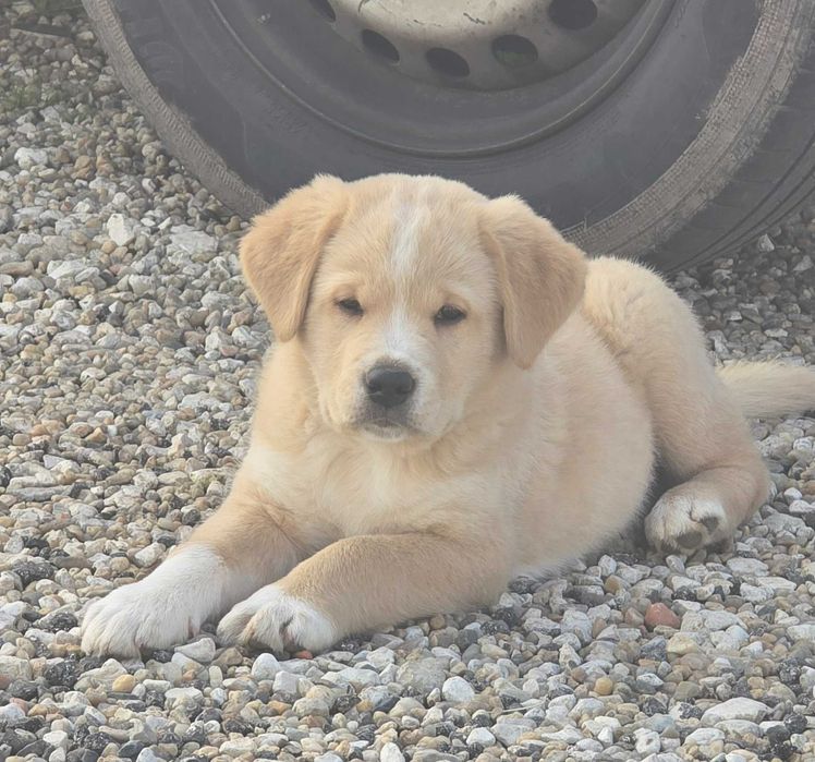 Adoção responsável macho 3 meses