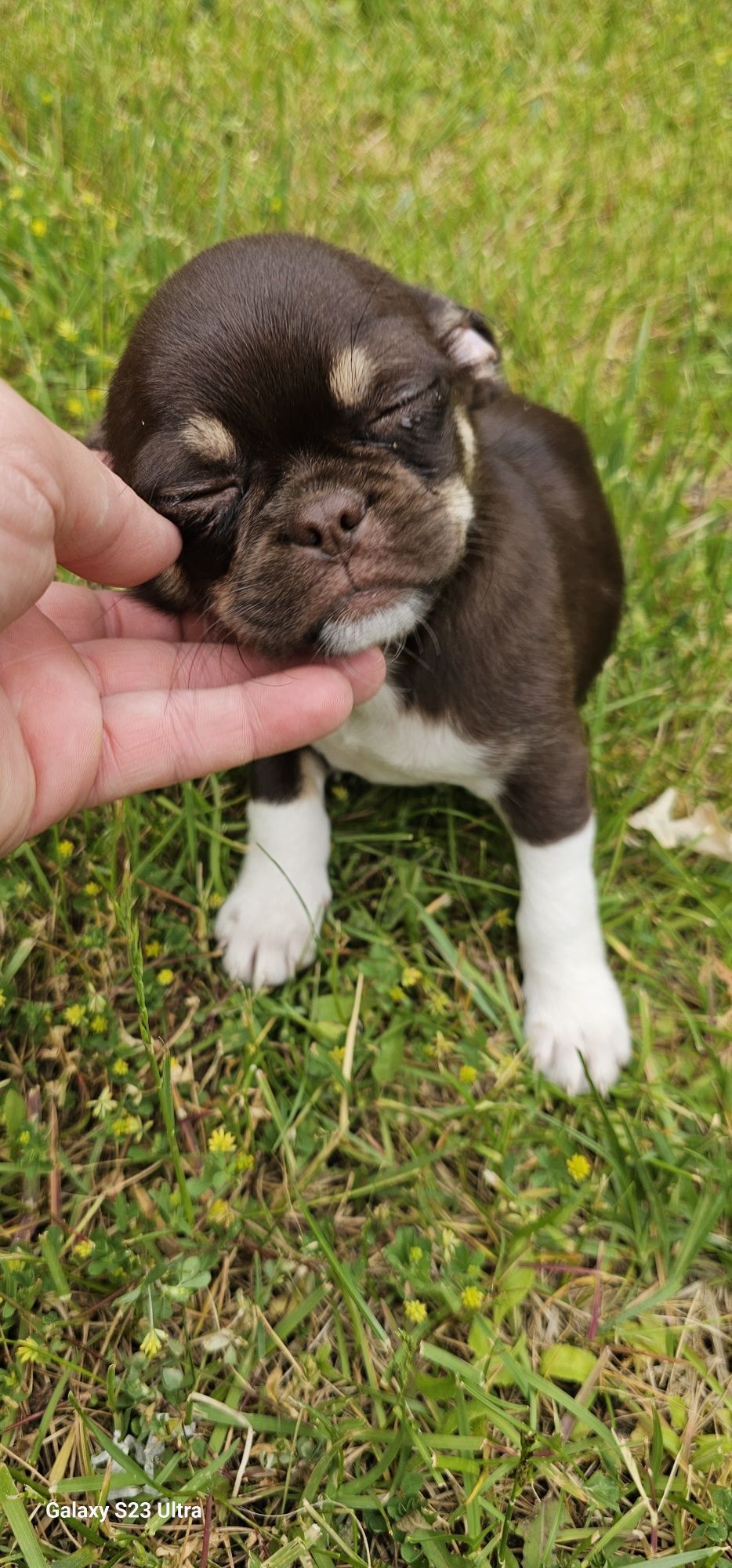 Chihuahua tricolor piesek