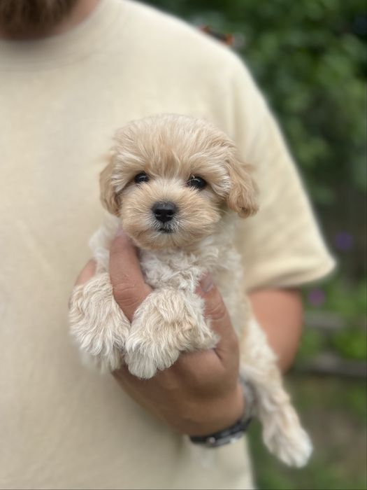 Хлопчики та дівчатка міні мальтіпу ф1