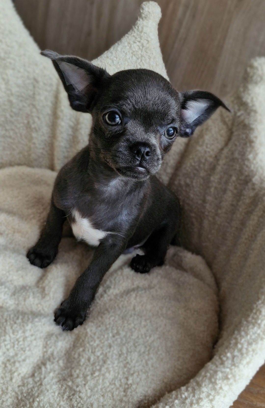Niebieski piesek Chihuahua