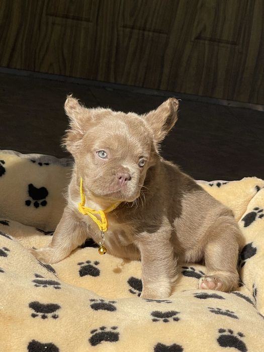 Флаффи Изабелла и нью шейд Изабелла французы шоу класс