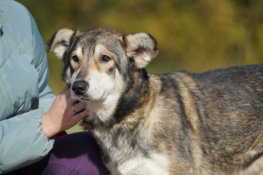 Azor - zagłodzony psiak potrzebuje domu - pomagamy w transporcie