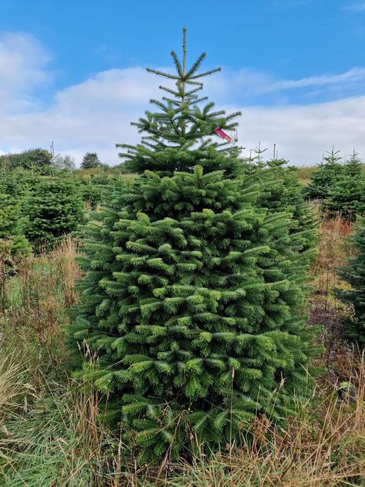 Choinki Jodła Kaukaska plantacja Dania