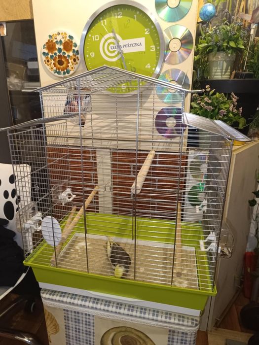 Papuga Nimfa 3 miesięczna samiczka