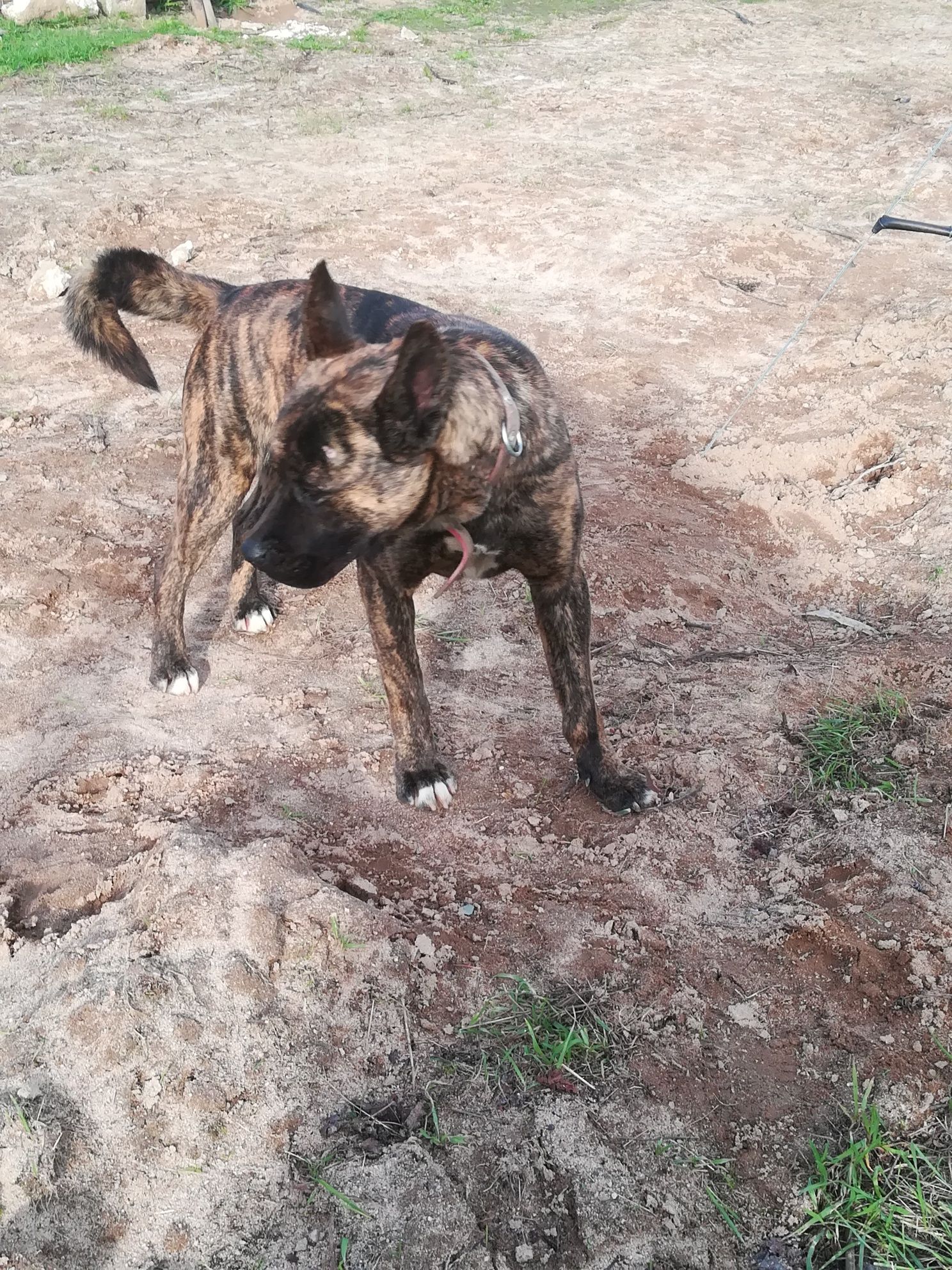 Boxer com akita inu