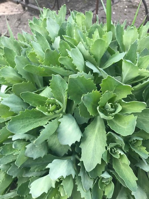 Садові квіти садовые цветы недорого хвоста юка іриси мята меліса і т.д