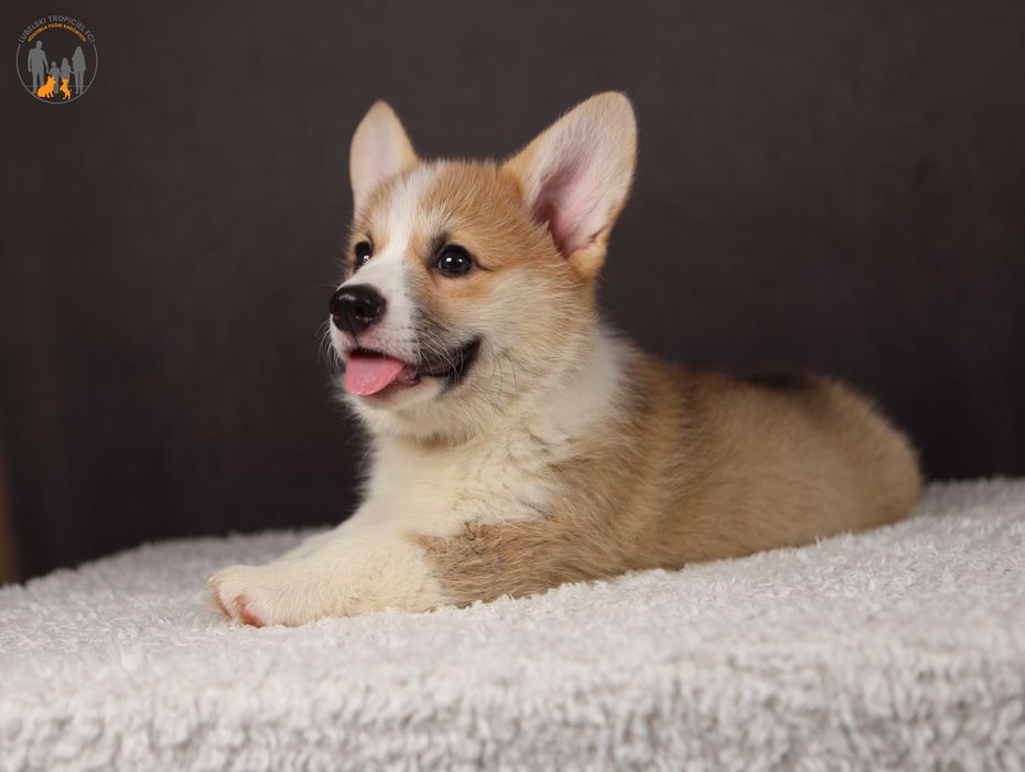 Welsh Corgi Pembroke ZKwP FCI po pięknych  rodzicach rezerwacja