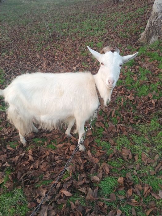 Продам козу та козенят.