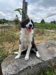 Border Collie TOP