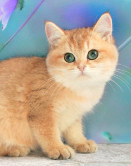 Британская золотая шиншилла