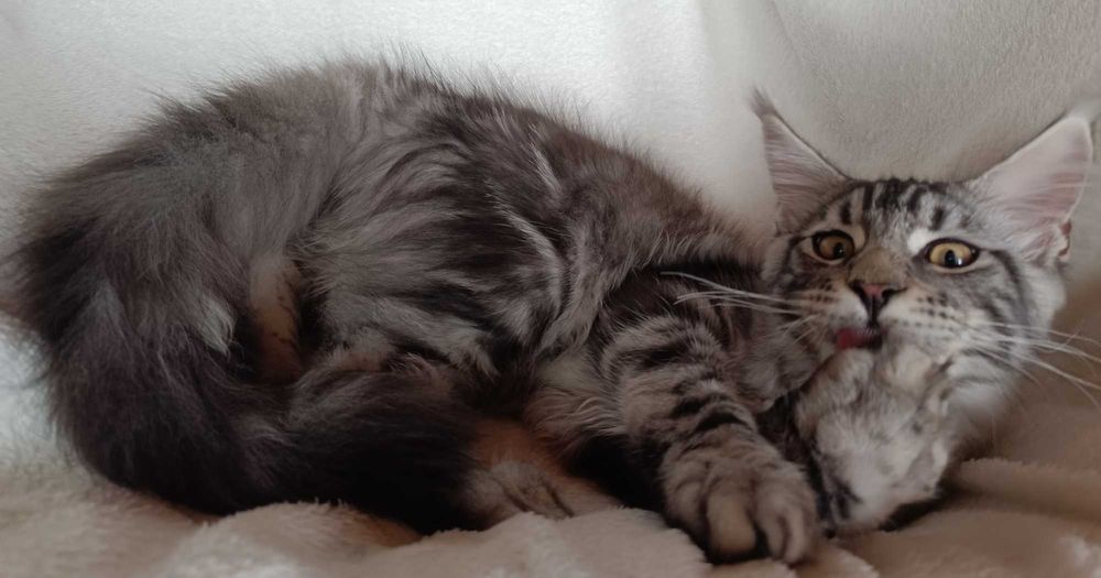 Bailey Kocurek Maine Coon Srebrny Klasycznie Pręgowany