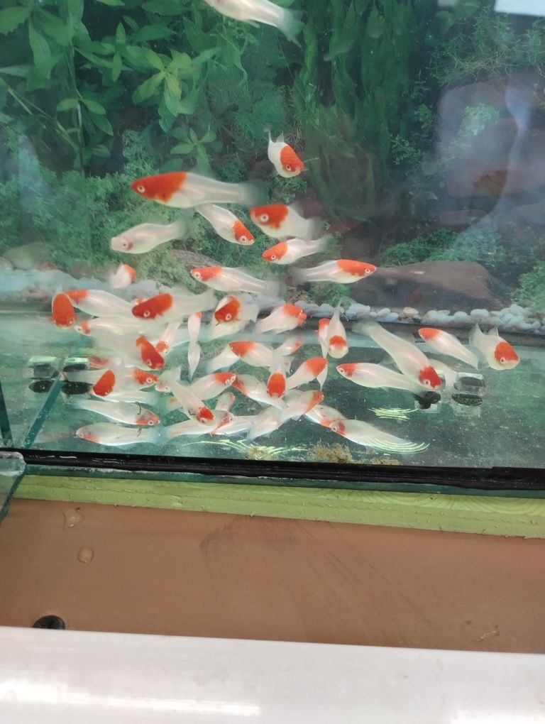 Mieczyk koi bicolor