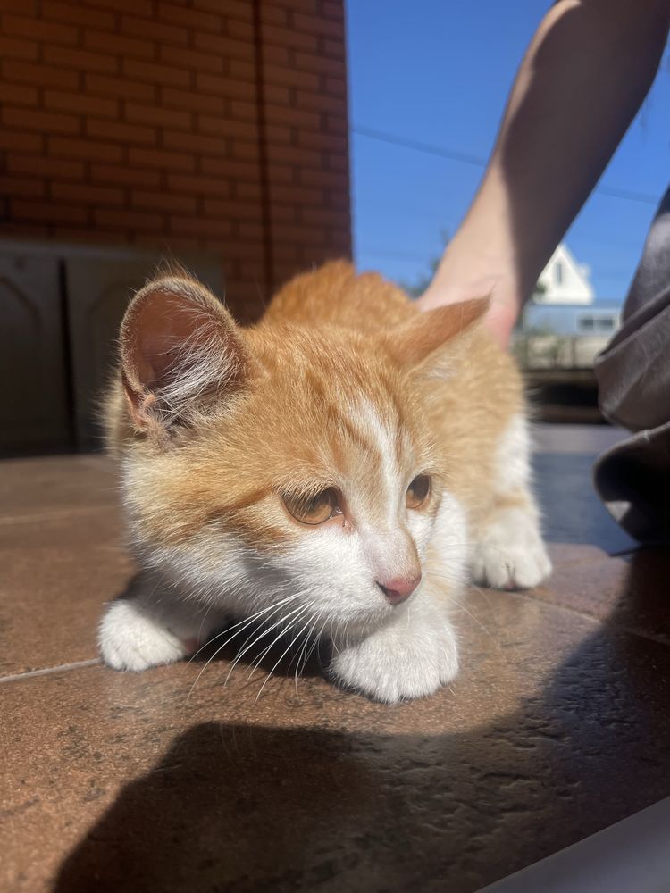 Від дам добрі рукі котика