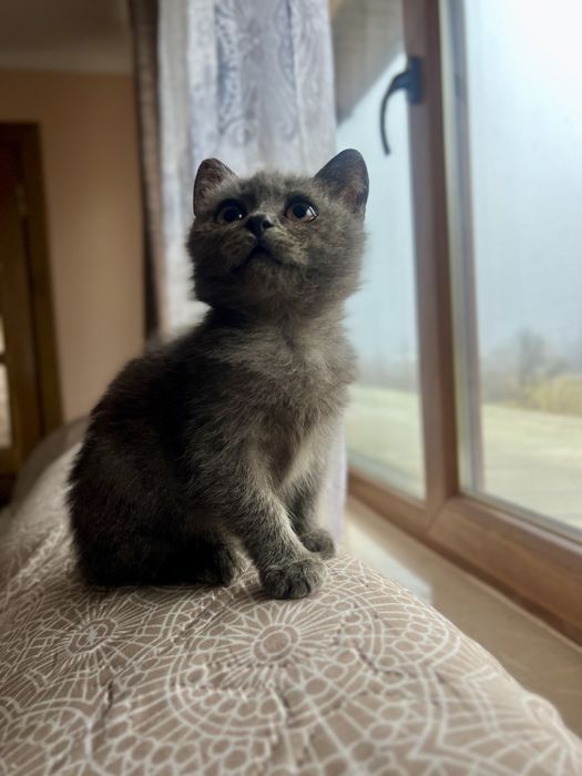 Кошеня котик бринтанка