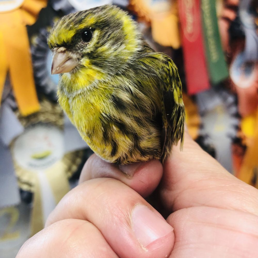 Chamariz ( serinus serinus ) 2021