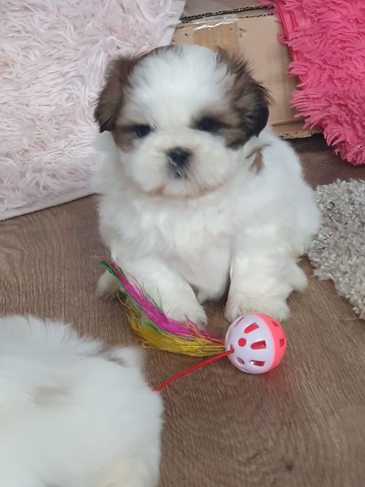 Shih tzu ,/Urocze clppaki