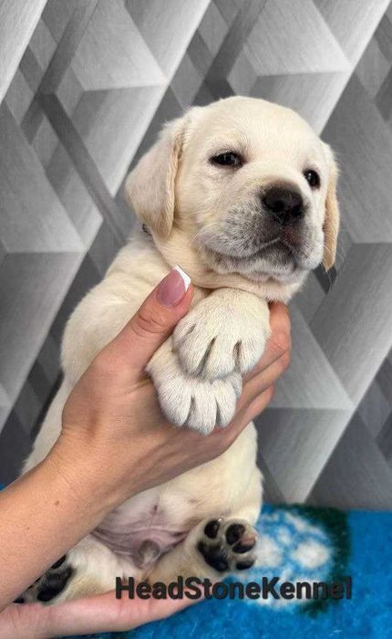 Лабрадор ретривер Щенки КСУ