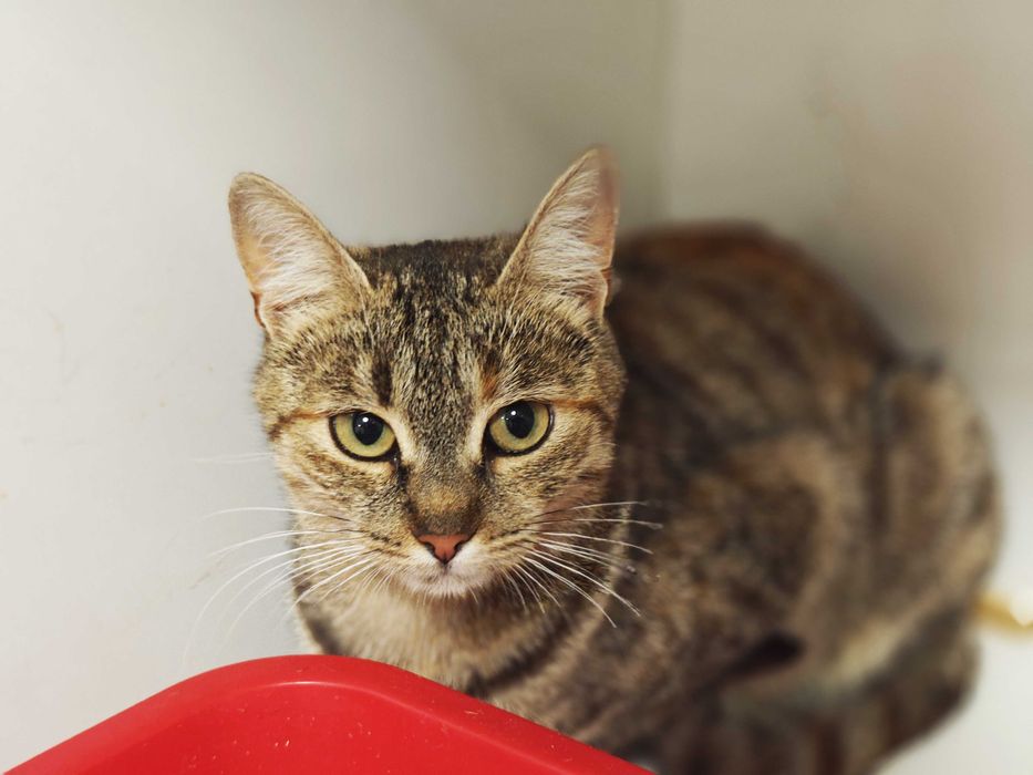 Заберіть Жасмін додому,будь ласка, це її останній шанс! Кішка 10 міс