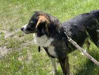 urocza suczka w typie owczarka australijskiego do adopcji