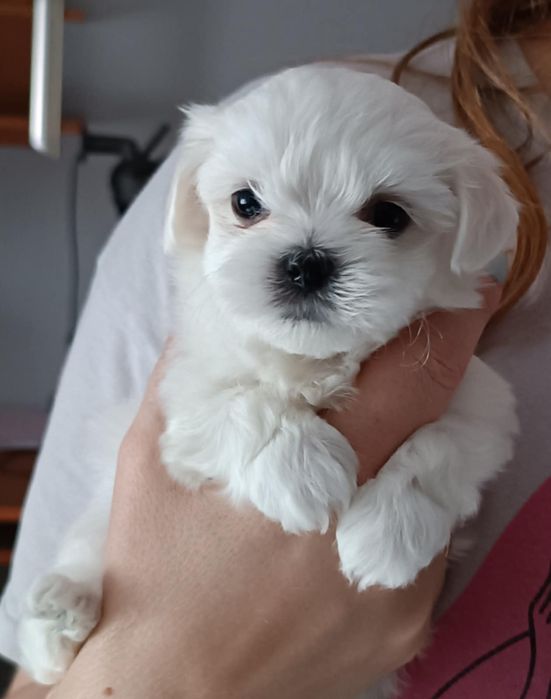 Maltańczyk mini S Pochodzenia FCI