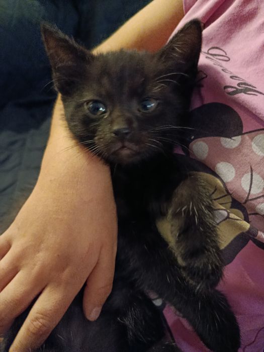 Oddam za darmo w XI /2025