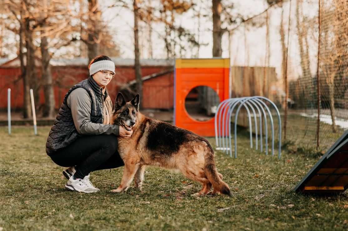 Psia dama-Stella-w typie owczarka niemieckiego poleca się do adopcji!
