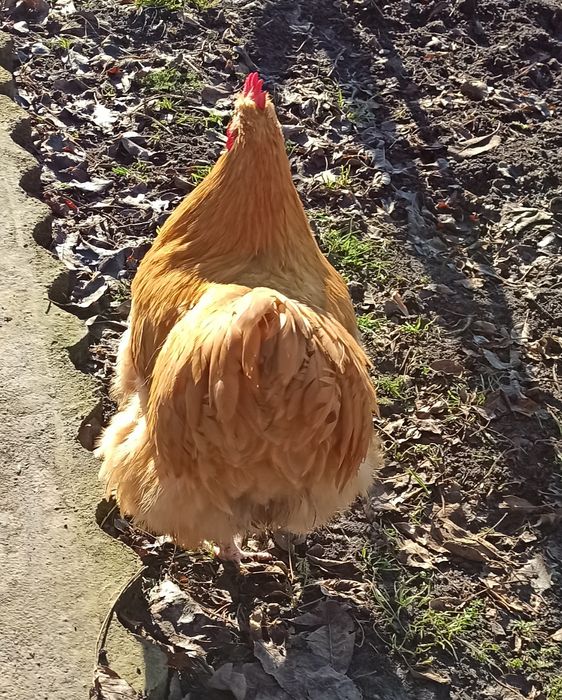 Продам півня породи ОРПІНГТОН