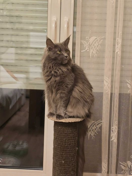 Maine Coon Spokojny - Fantazja