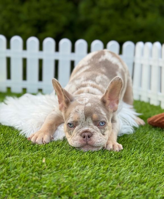 Французский бульдог Мальчик ТОП