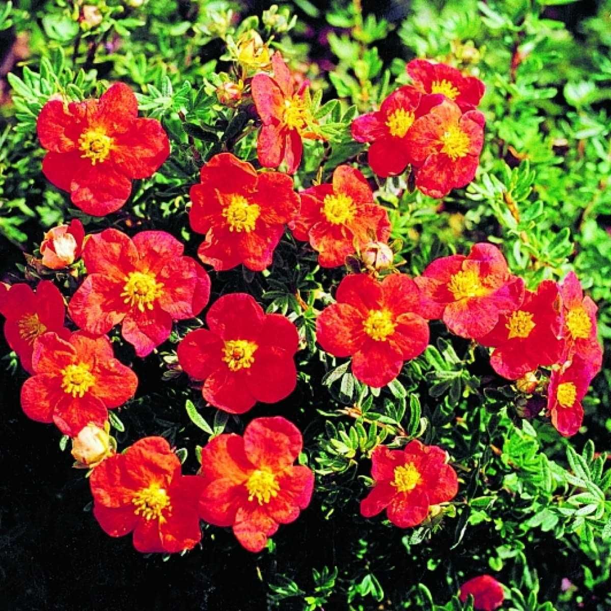 Pięciornik Red Ace doniczka 1,5l