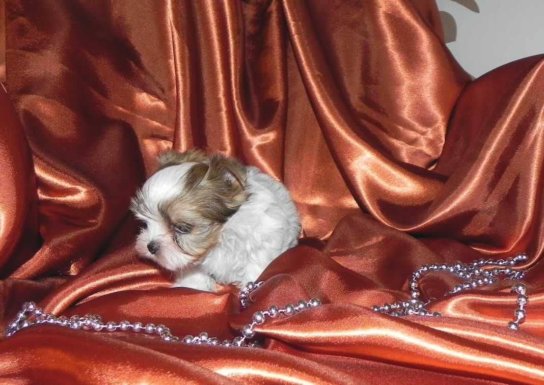 Biewer Yorkshire terrier-chłopak z rybnika