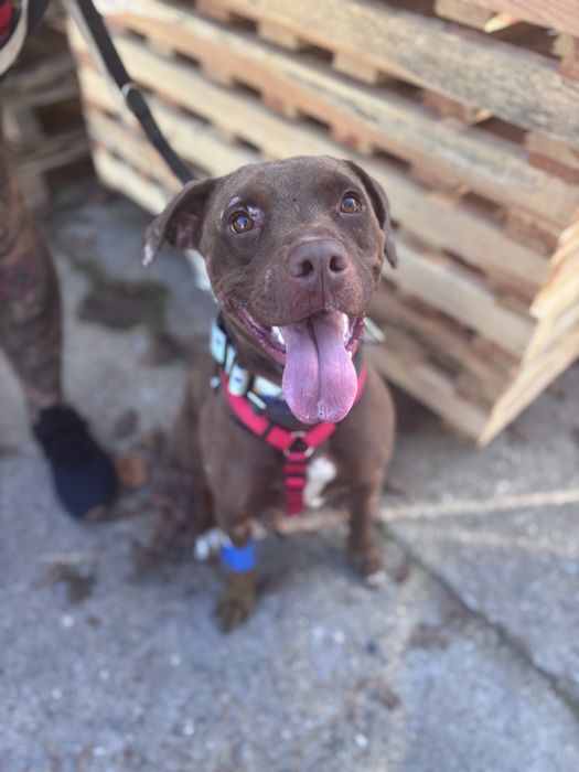 Basia do adopcji- STREFA TTB