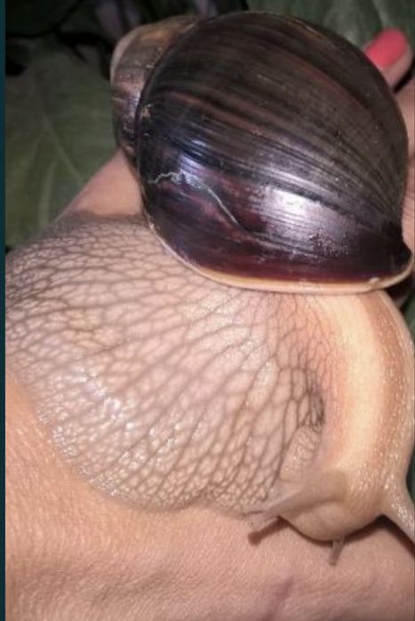 Продам улиток ( косметические, лечебные)