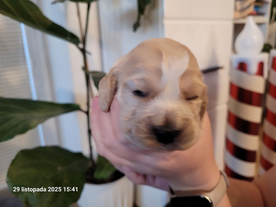 Cocker Spaniel Angielski biszkoptowy