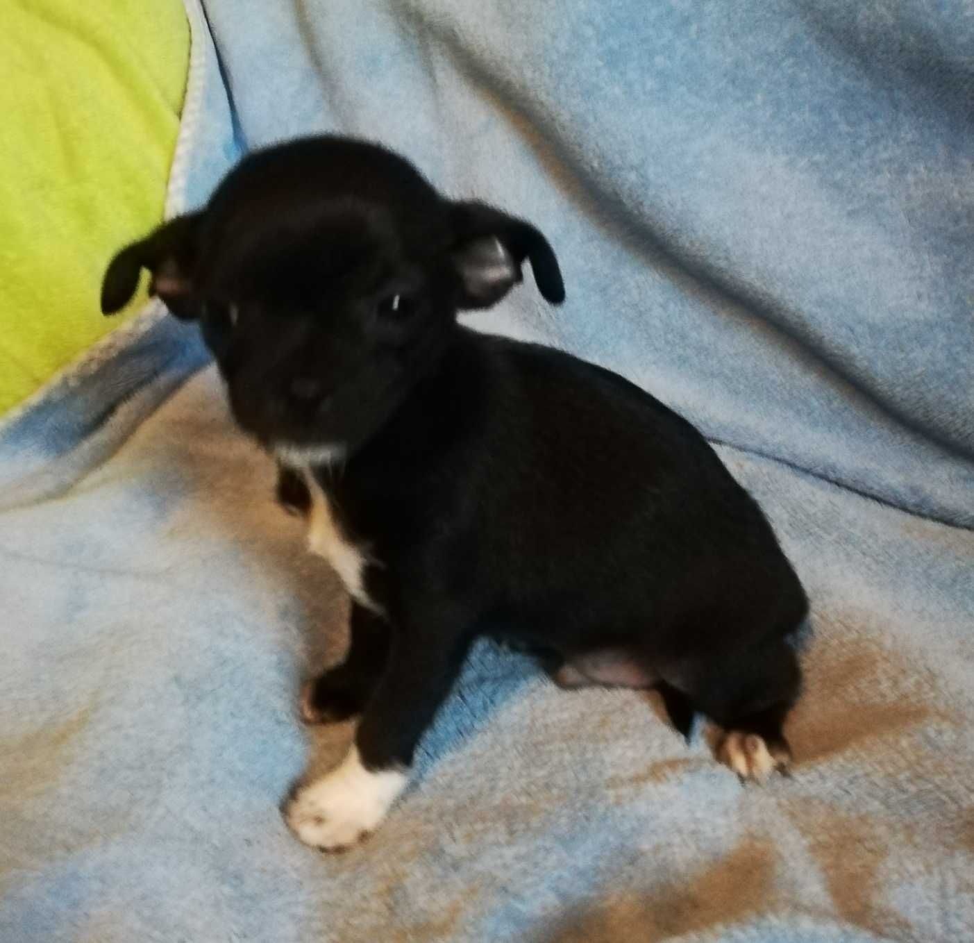 Chihuahua chłopiec