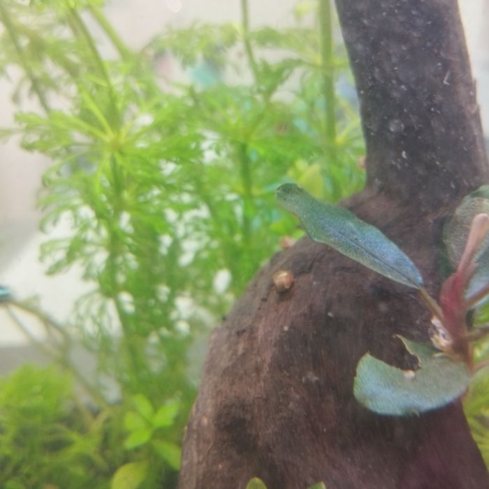 Caracóis planorbis corneus (vermelho)