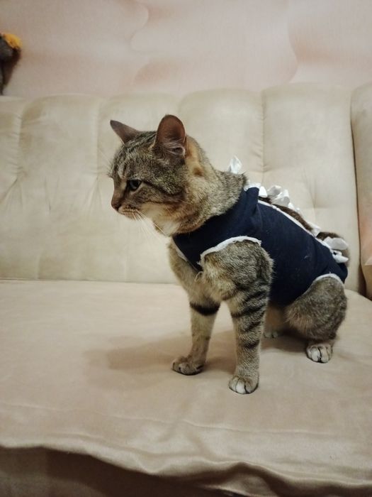 Котята в добрі руки .